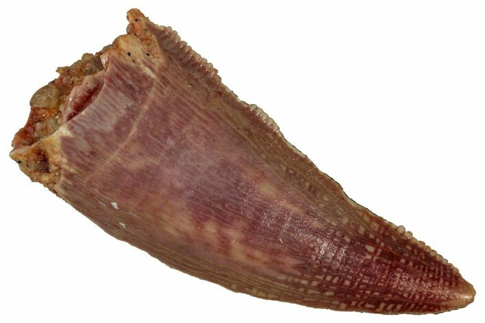 Serrated Raptor Tooth - Real Dinosaur Tooth #353364